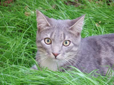 Ο δολοφόνος κυκλοφορεί ανάμεσά μας